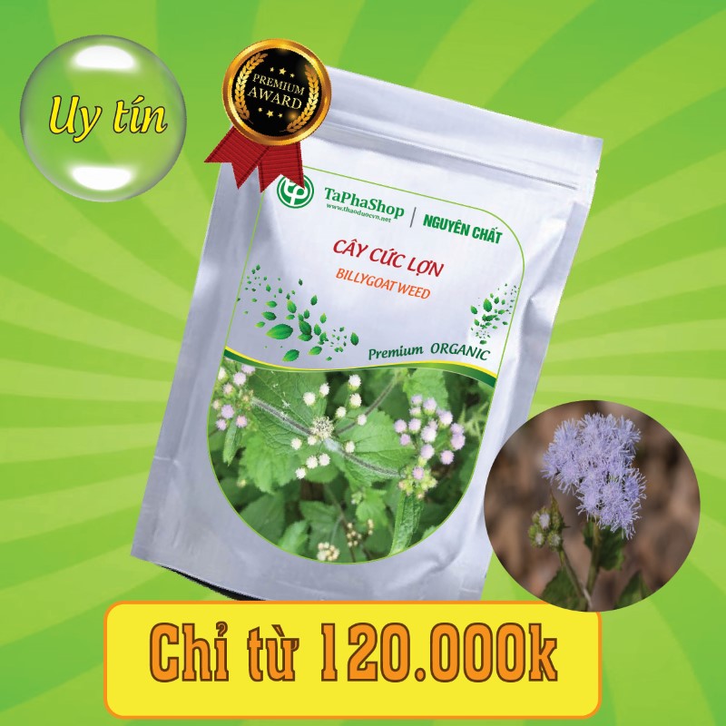 Công dụng y khoa của cây cứt lợn trong việc điều trị mụn nhọt