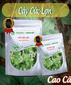 Hướng dẫn sử dụng cây cứt lợn hỗ trợ điều trị mụn nhọt hiệu quả 