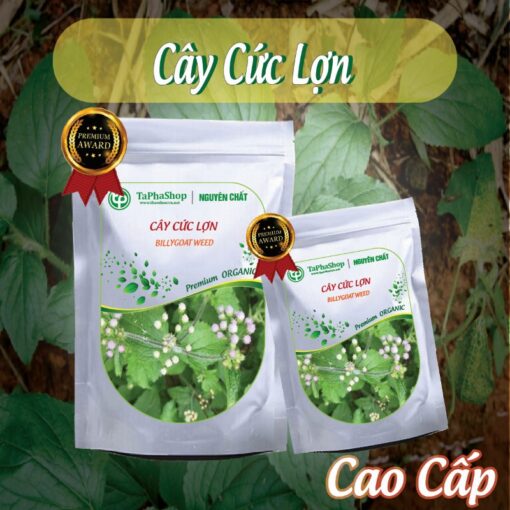 Hướng dẫn sử dụng cây cứt lợn hỗ trợ điều trị mụn nhọt hiệu quả 