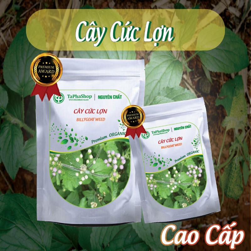Hướng dẫn sử dụng cây cứt lợn hỗ trợ điều trị mụn nhọt hiệu quả