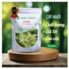 Giới thiệu cây muối của Thảo Dược Tấn Phát
