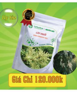 Công dụng của cây muối đối với xương khớp