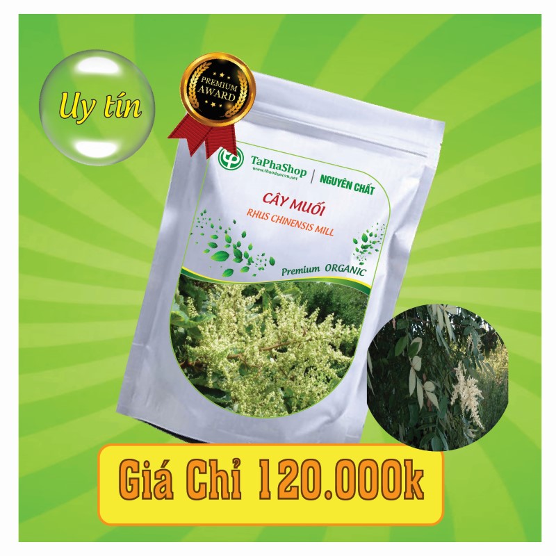 Công dụng của cây muối đối với xương khớp