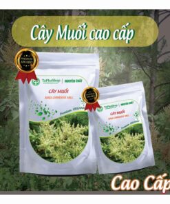 Hướng dẫn sử dụng cây muối hỗ trợ điều trị bệnh xương khớp tại nhà