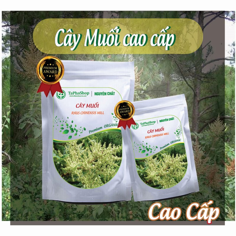 Hướng dẫn sử dụng cây muối hỗ trợ điều trị bệnh xương khớp tại nhà