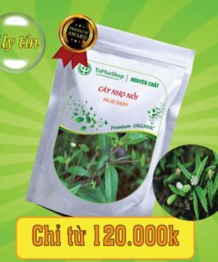 Công dụng của cây nhọ nhồi trong việc điều trị bệnh gan 