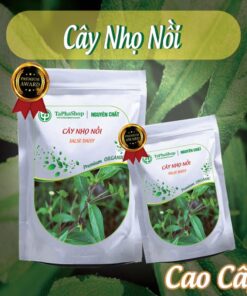 Cách sử dụng cây nhọ nhồi hỗ trợ điều trị viêm gan an toàn
