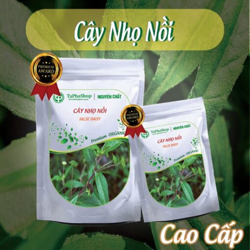 Cách sử dụng cây nhọ nhồi hỗ trợ điều trị viêm gan an toàn