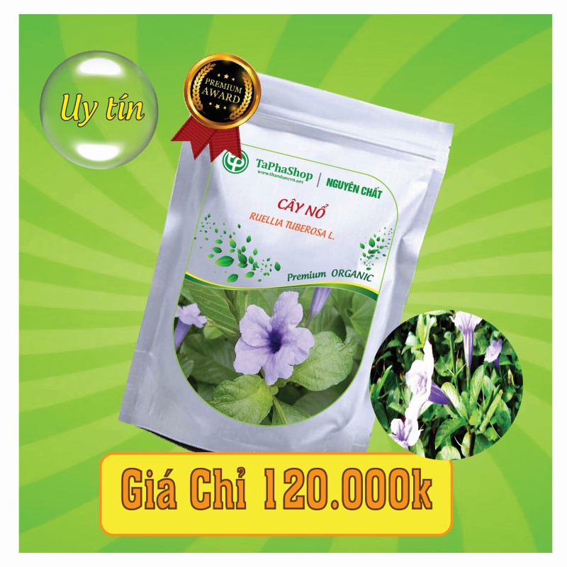 Công dụng nổi bật của cây nổ trong hỗ trợ điều trị sỏi thận