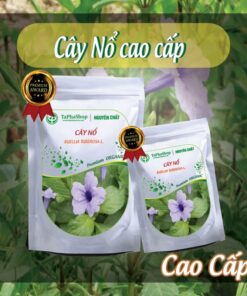 Hướng dẫn sử dụng cây nổ hỗ trợ điều trị sỏi thận đúng cách và an toàn