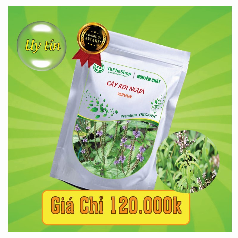 Công dụng cây roi ngựa chữa đau nhức xương khớp