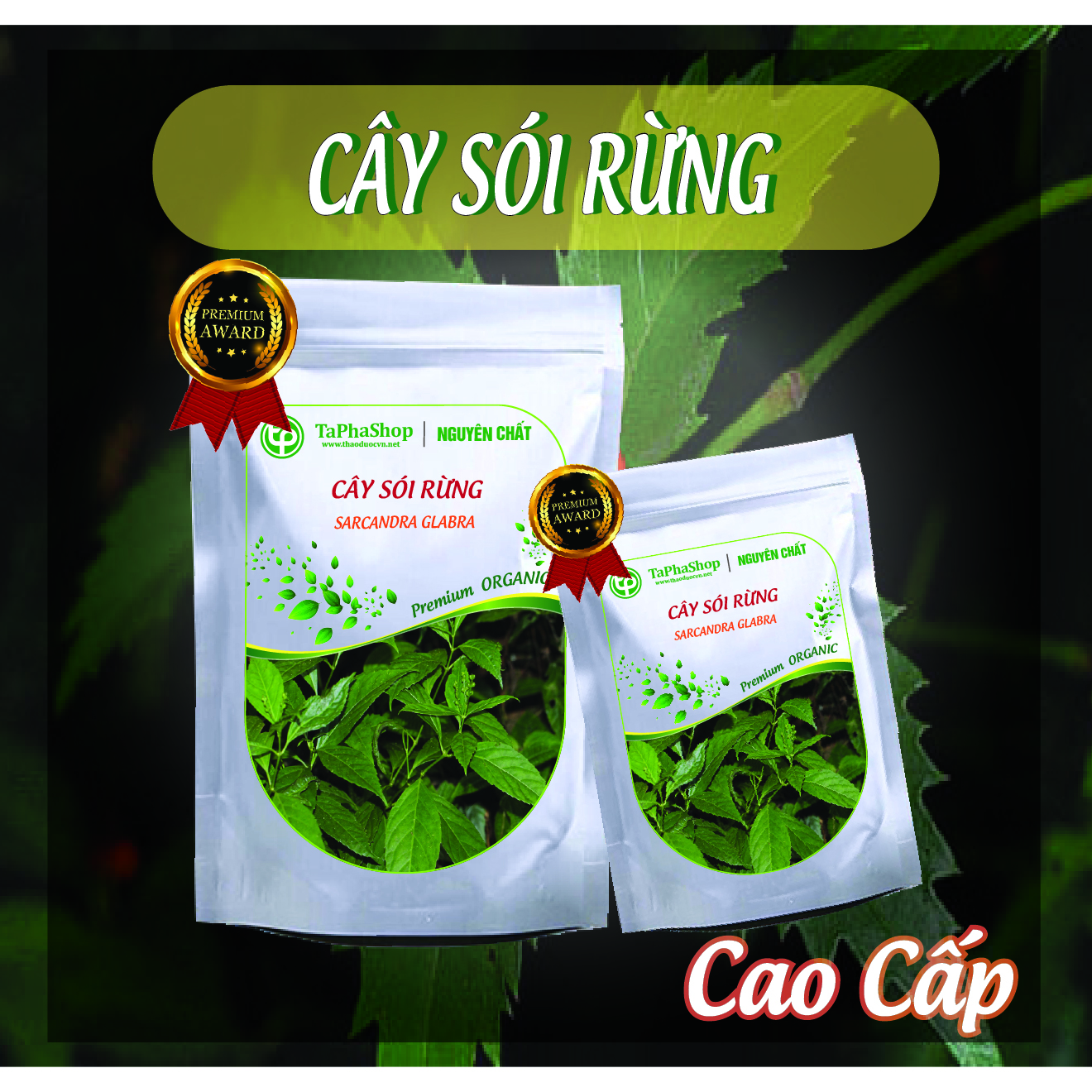 Hướng dẫn sử dụng cây sói rừng cho người bị viêm xương khớp