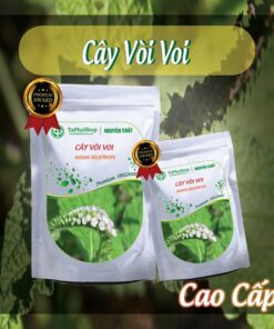 Hướng dẫn sử dụng cây vòi voi hỗ trợ điều trị viêm khớp 