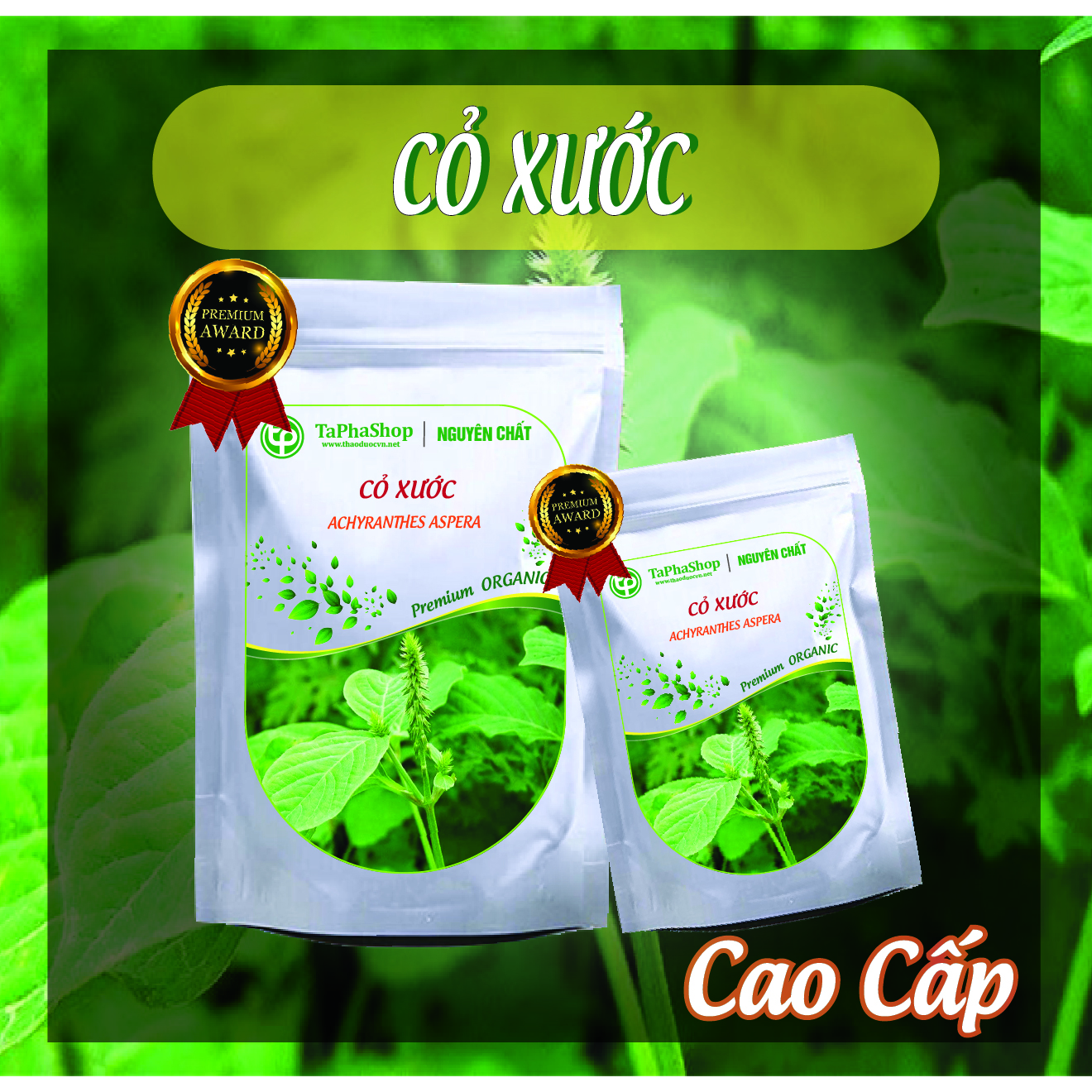 Hướng dẫn cách sử dụng cỏ xước chữa đau xương khớp