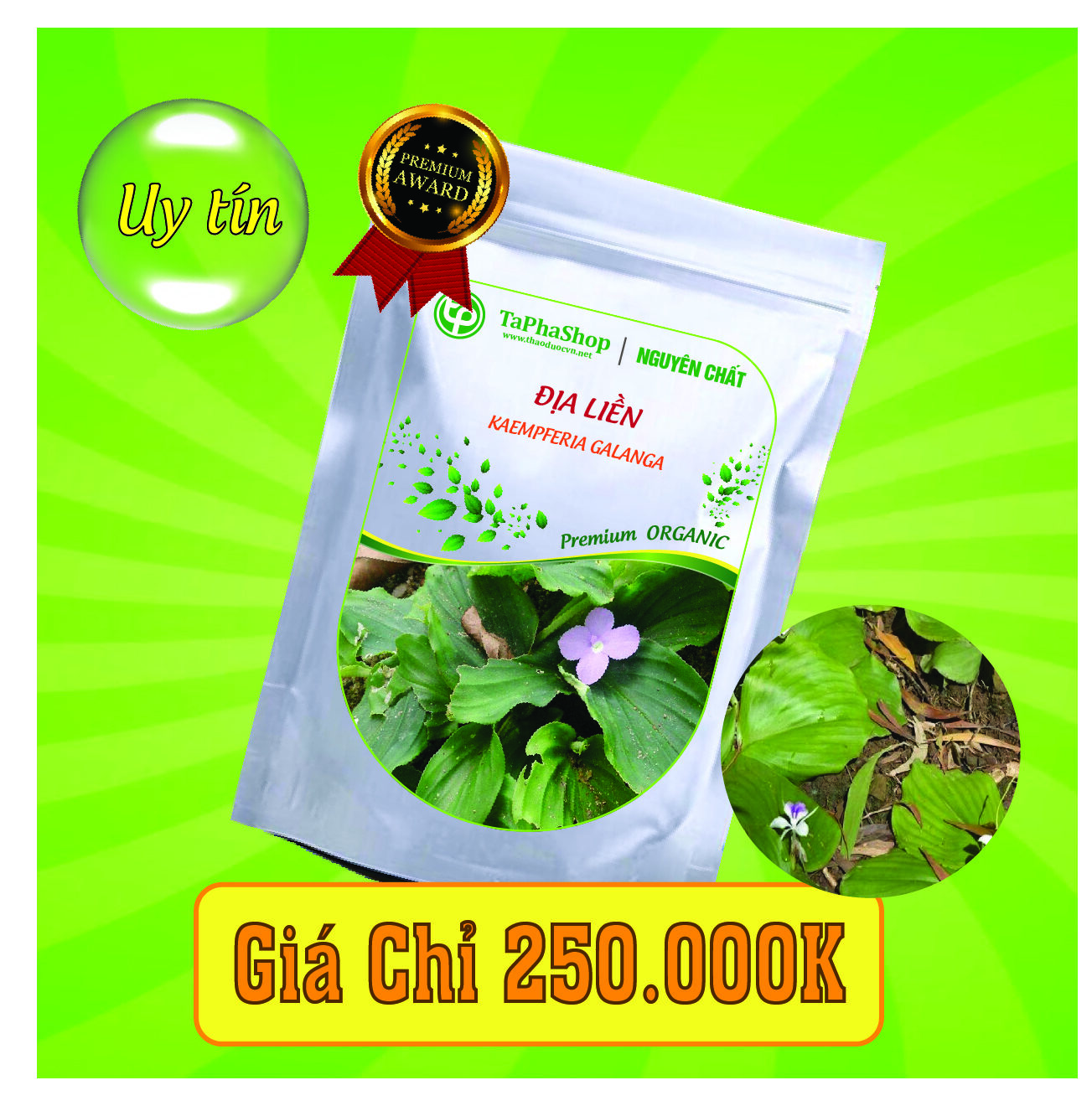 Hướng dẫn sử dụng địa liền cho người đau nhức xương khớp