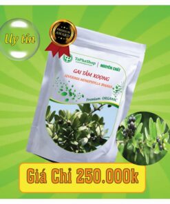 Công dụng của gai tầm xoọng trong việc hỗ trợ điều trị đau xương khớp