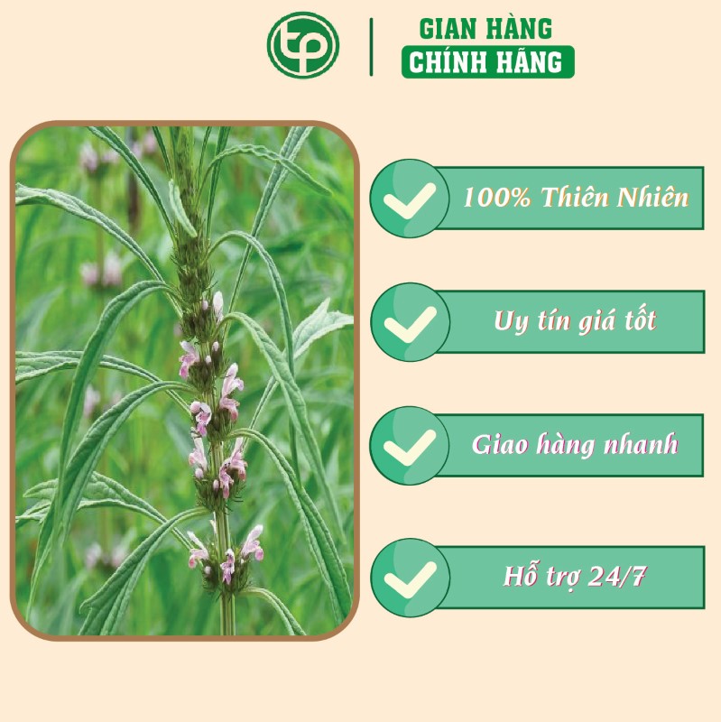 Công dụng nổi bật của ích mẫu trong việc điều trị đau bụng kinh