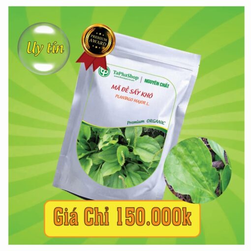 Công dụng y khoa của mã đề hỗ trợ điều trị viêm đường tiết niệu và bệnh thận