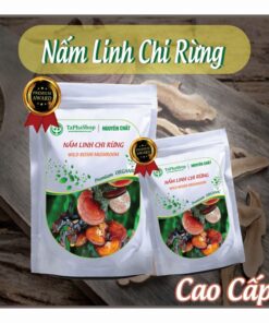 Hướng dẫn sử dụng nấm linh chi rừng hỗ trợ điều trị ung thư