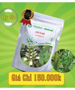 Công dụng y khoa của cây ô rô hỗ trợ điều trị mát gan 