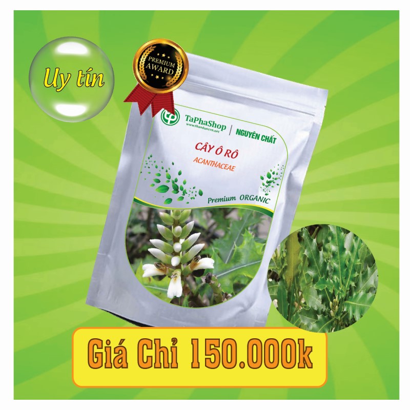 Công dụng y khoa của cây ô rô hỗ trợ điều trị mát gan