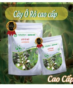 Hướng dẫn sử dụng cây ô rô hỗ trợ điều trị mát gan
