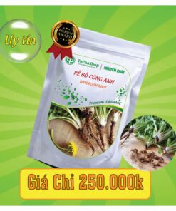 Công dụng rễ bồ công anh theo y học hiện đại và cổ truyền