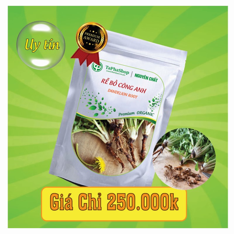 Công dụng rễ bồ công anh theo y học hiện đại và cổ truyền