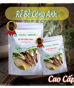 Hướng dẫn sử dụng rễ bồ công anh hỗ trợ điều trị viêm gan