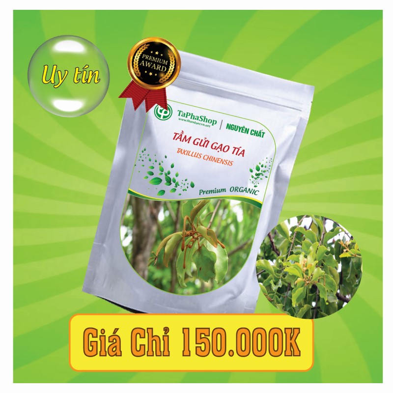 Công dụng y khoa của tầm gửi gạo tía đối với bệnh ung thư