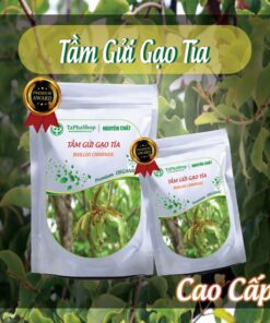 Cách sử dụng tầm gửi gạo tía hỗ trợ điều trị ung thư