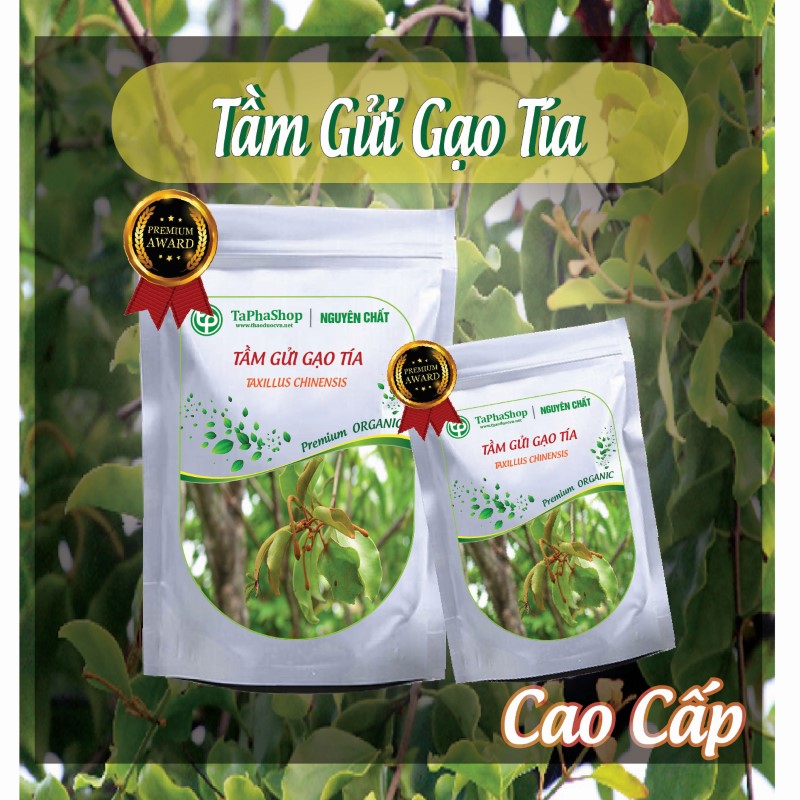 Cách sử dụng tầm gửi gạo tía hỗ trợ điều trị ung thư