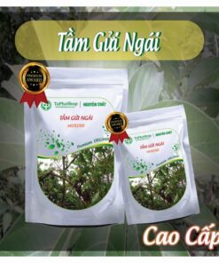 Hướng dẫn cách sử dụng tầm gửi ngái cho người cao huyết áp