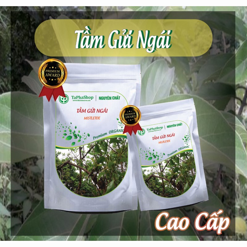 Hướng dẫn cách sử dụng tầm gửi ngái cho người cao huyết áp