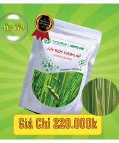Công dụng y khoa của cây thủy xương bồ