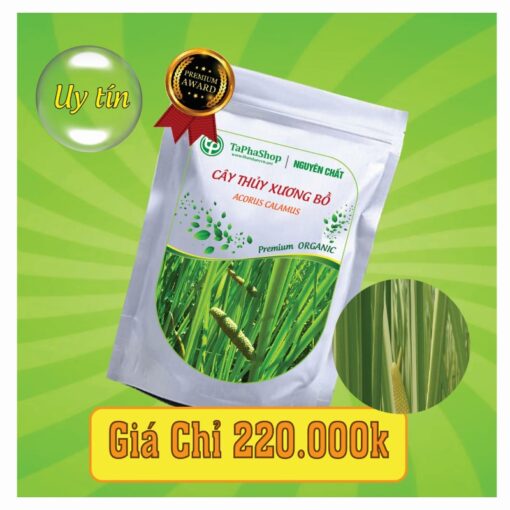 Công dụng y khoa của cây thủy xương bồ