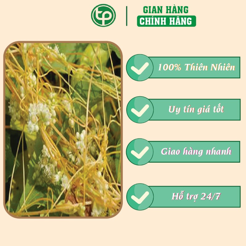 Công dụng của tơ hồng trong việc hỗ trợ điều trị đau lưng