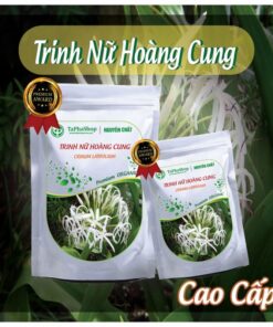 Hướng dẫn sử dụng trinh nữ hoàng cung hỗ trợ điều trị u xơ tử cung đúng cách