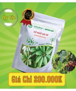 Vì sao vỏ ngũ gia bì giúp hỗ trợ điều trị bệnh xương khớp?