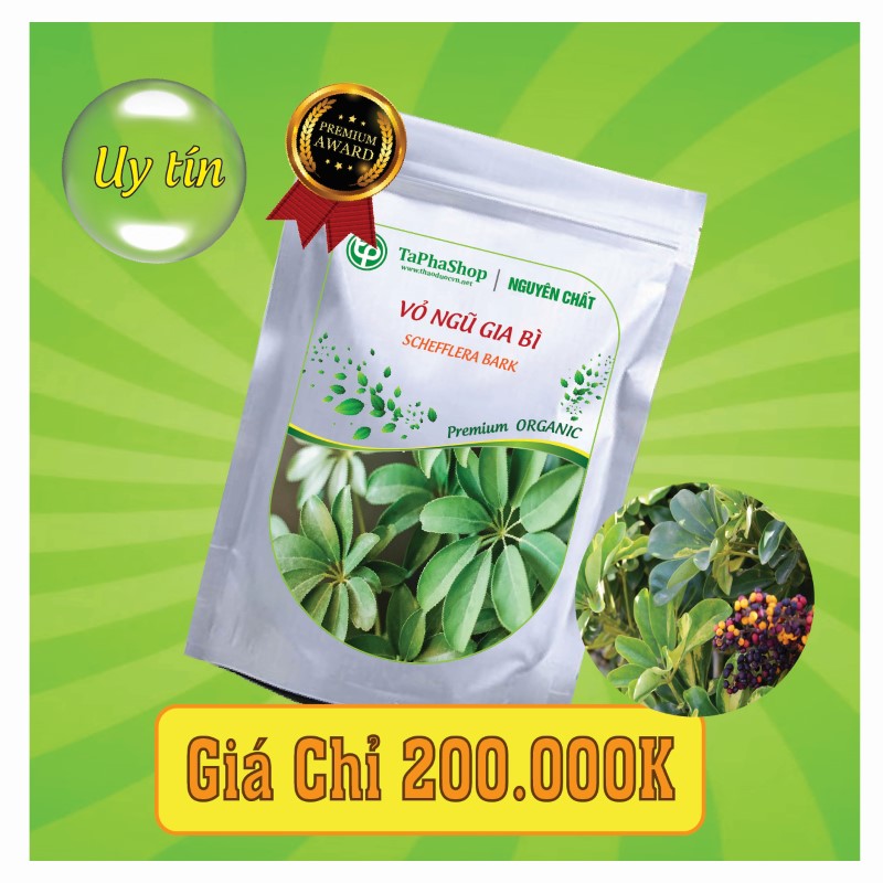 Vì sao vỏ ngũ gia bì giúp hỗ trợ điều trị bệnh xương khớp?