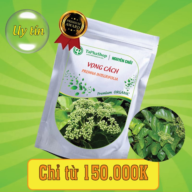 Công dụng vượt trội của cây vọng cách trong hỗ trợ điều trị bệnh gan