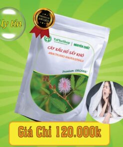 Công dụng của cây xấu hổ trong việc điều trị mất ngủ 