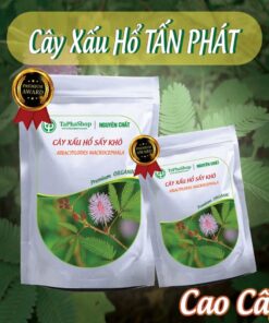 Hướng dẫn sử dụng cây xấu hổ điều trị mất ngủ 