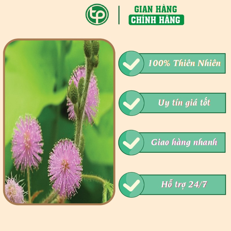 Công dụng của cây xấu hổ trong hỗ trợ điều trị đau nhức xương khớp