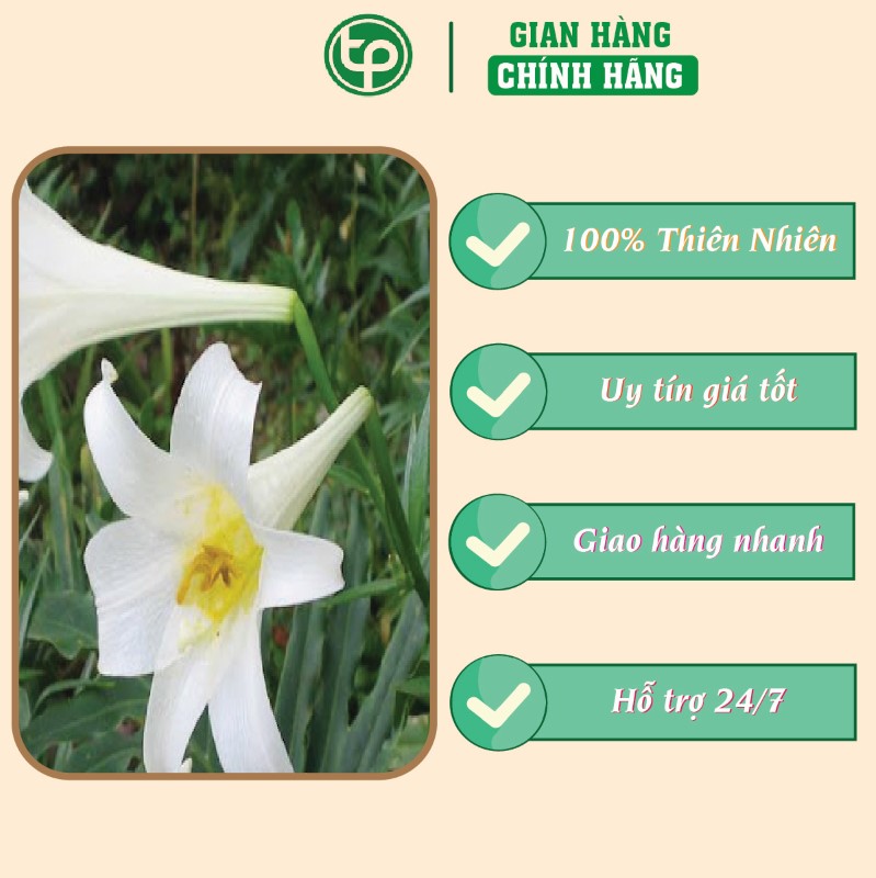 Bách hợp điều trị ho khan