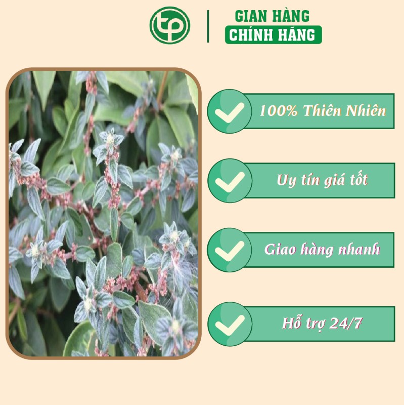 Công dụng của bọ mắm trong việc chữa phong tê thấp