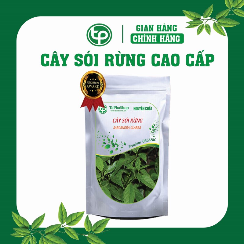 Cây sói rừng chữa đau nhức xương khớp