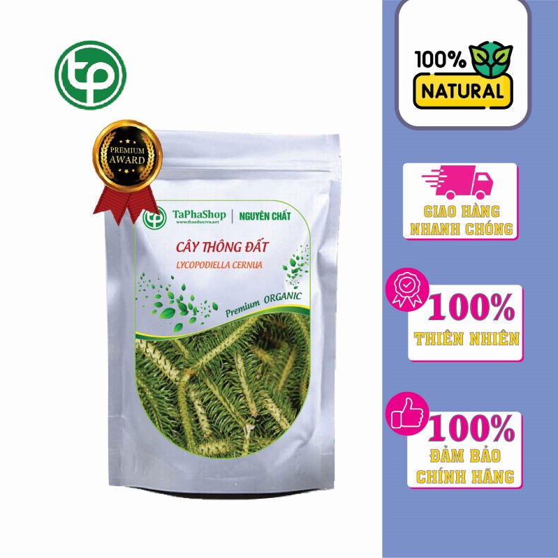 Sản phẩm cây thông đất tại Thảo Dược Tấn Phát