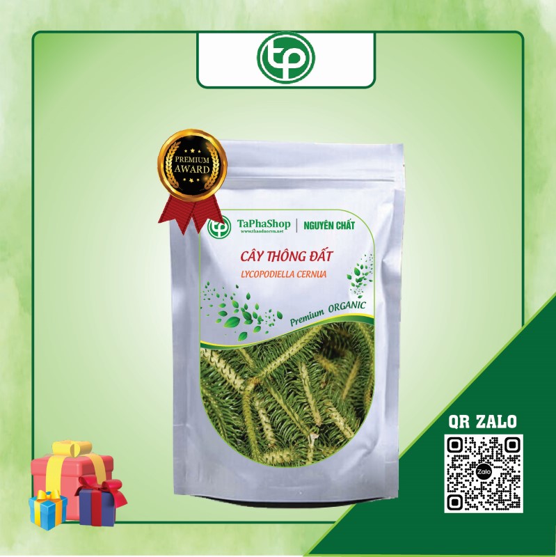 Cây thông đất giá rẻ