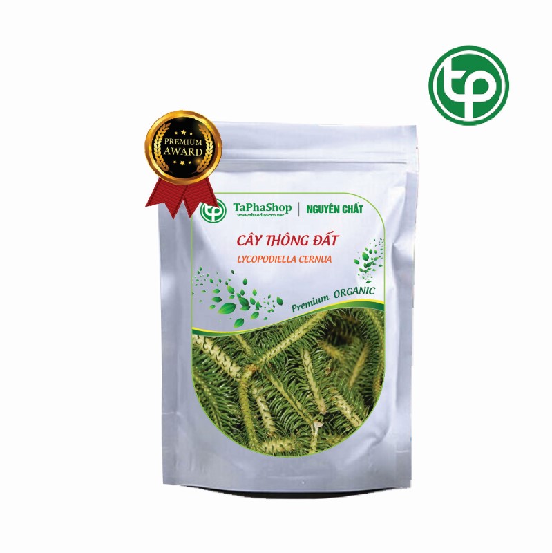 Hướng dẫn sử dụng cây thông đất hỗ trợ điều trị tai biến